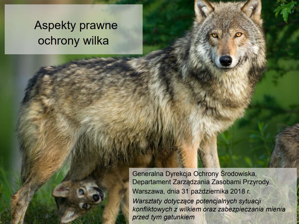 Aspekty prawne ochrony wilka - prezentacja