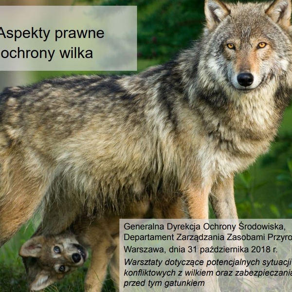 Obraz główny galerii